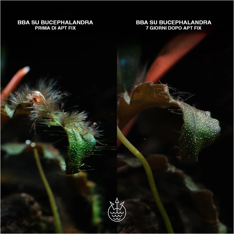 APT FIX  2hr efficace contro le alghe bba